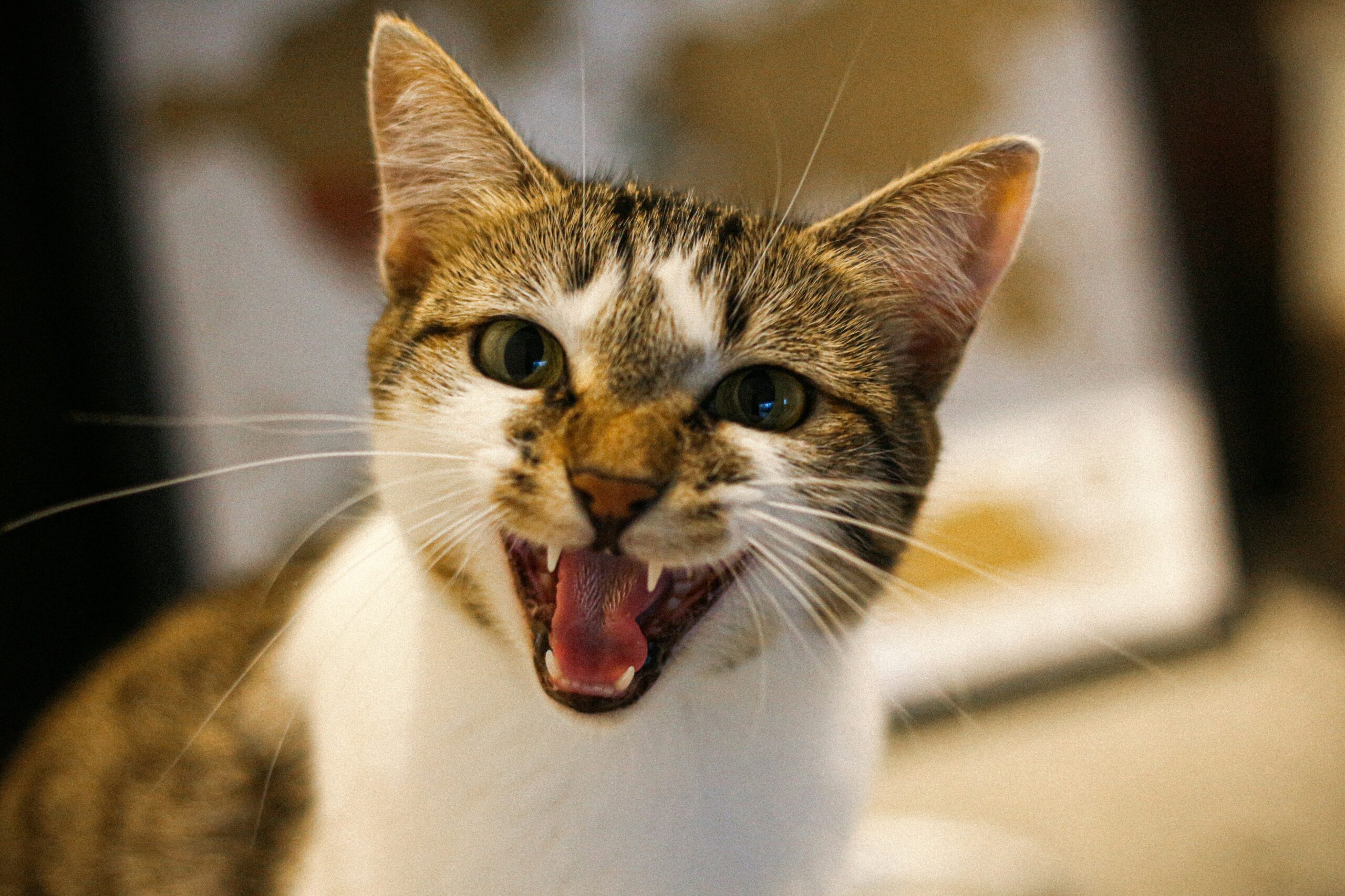 gato-maullando