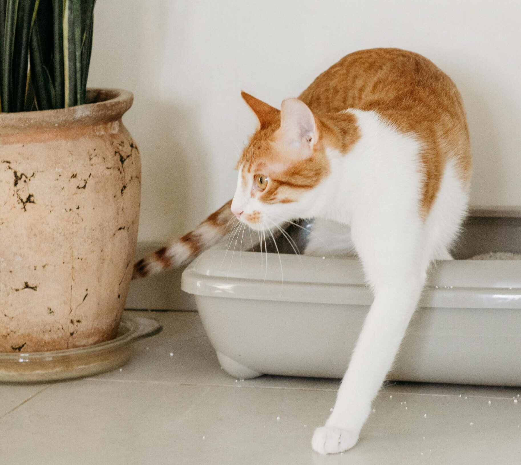 Gato-caja-arena