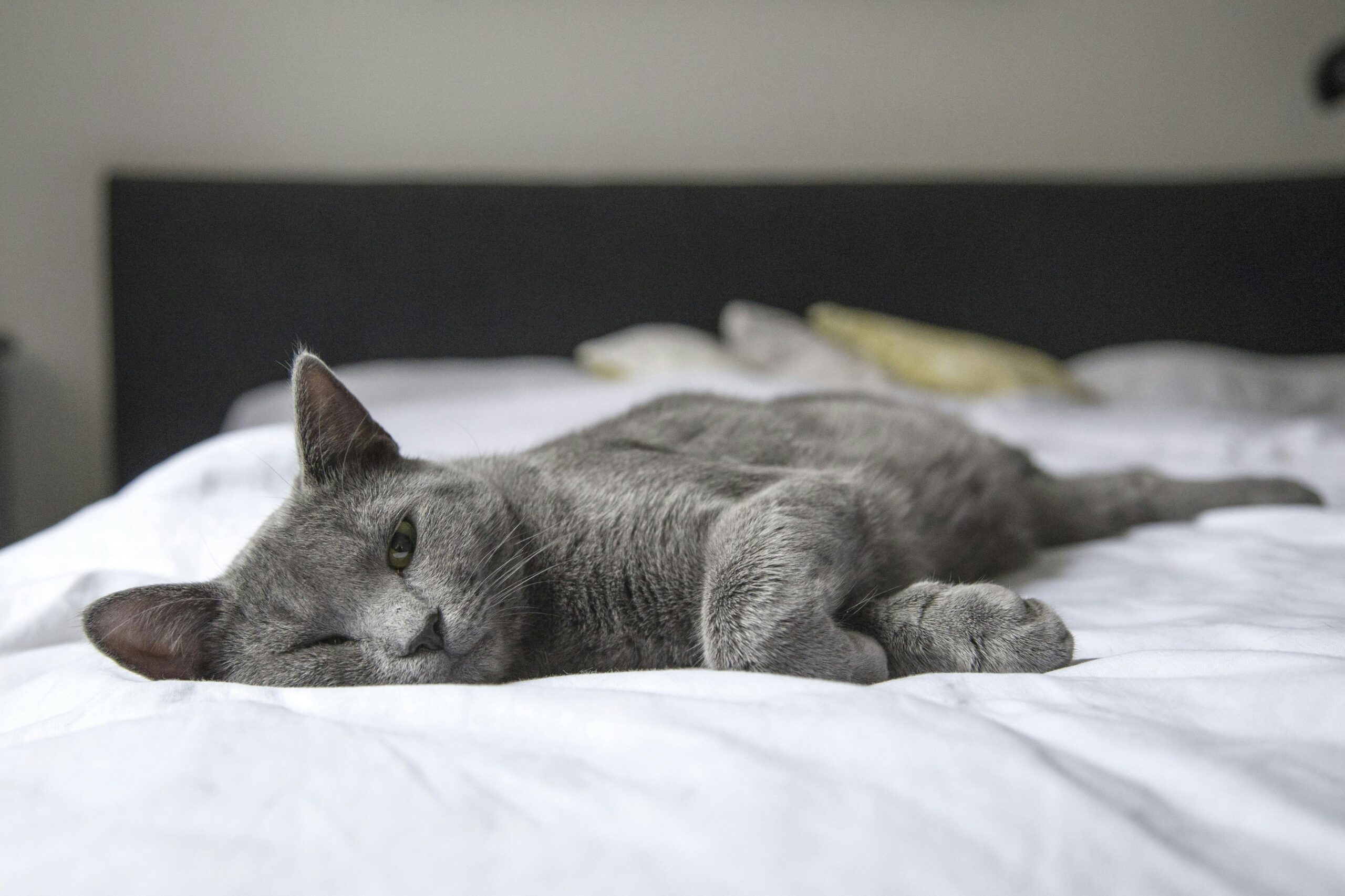 señales de irritabilidad en gatos